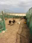 boavista_spinguera_49.jpg (143kb)
