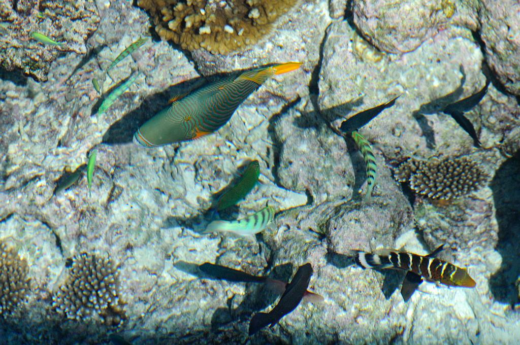 bodu_hithi_70.jpg