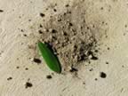 Puglia05_LiFoggi_ SPA_48.jpg (123kb)