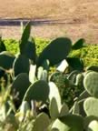 Puglia05_SSDomenico_112.jpg (69kb)