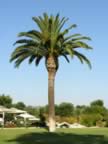 Puglia05_SSDomenico_18.jpg (44kb)