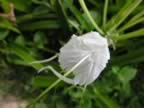 Seichelles_mahe_galB_61_p2.jpg (6kb)