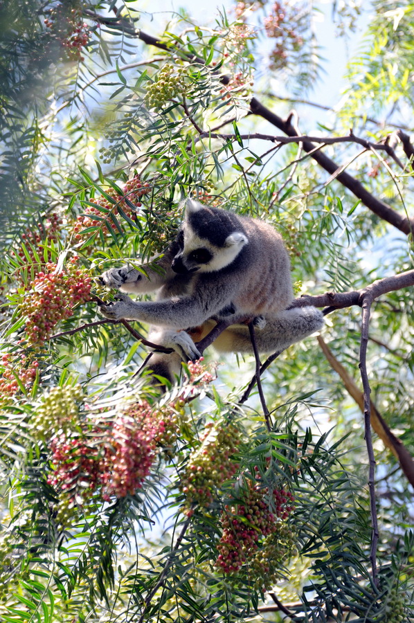 Vlc_biopark_09_13.jpg