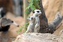 Vlc_biopark_09_41